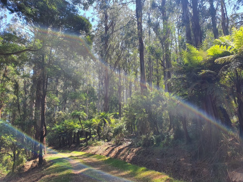 Warburton Rail Trail