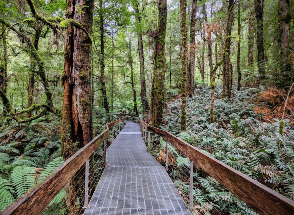 Rainforest Gallery