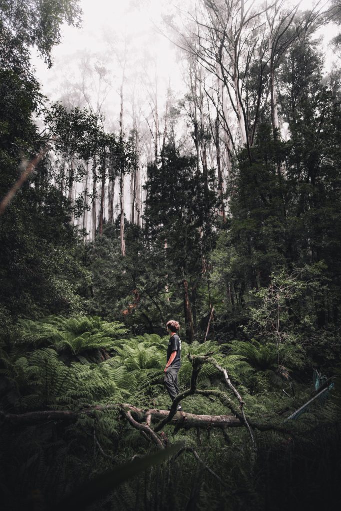 Yarra Ranges National Park