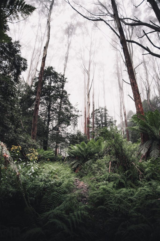 Mount Donna Buang
