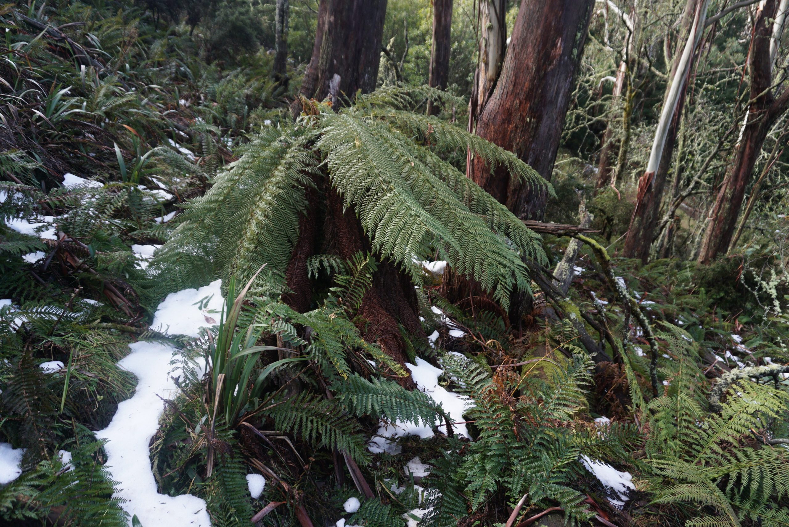 Tree fern surrounded by light snow in cool temperate rainforest