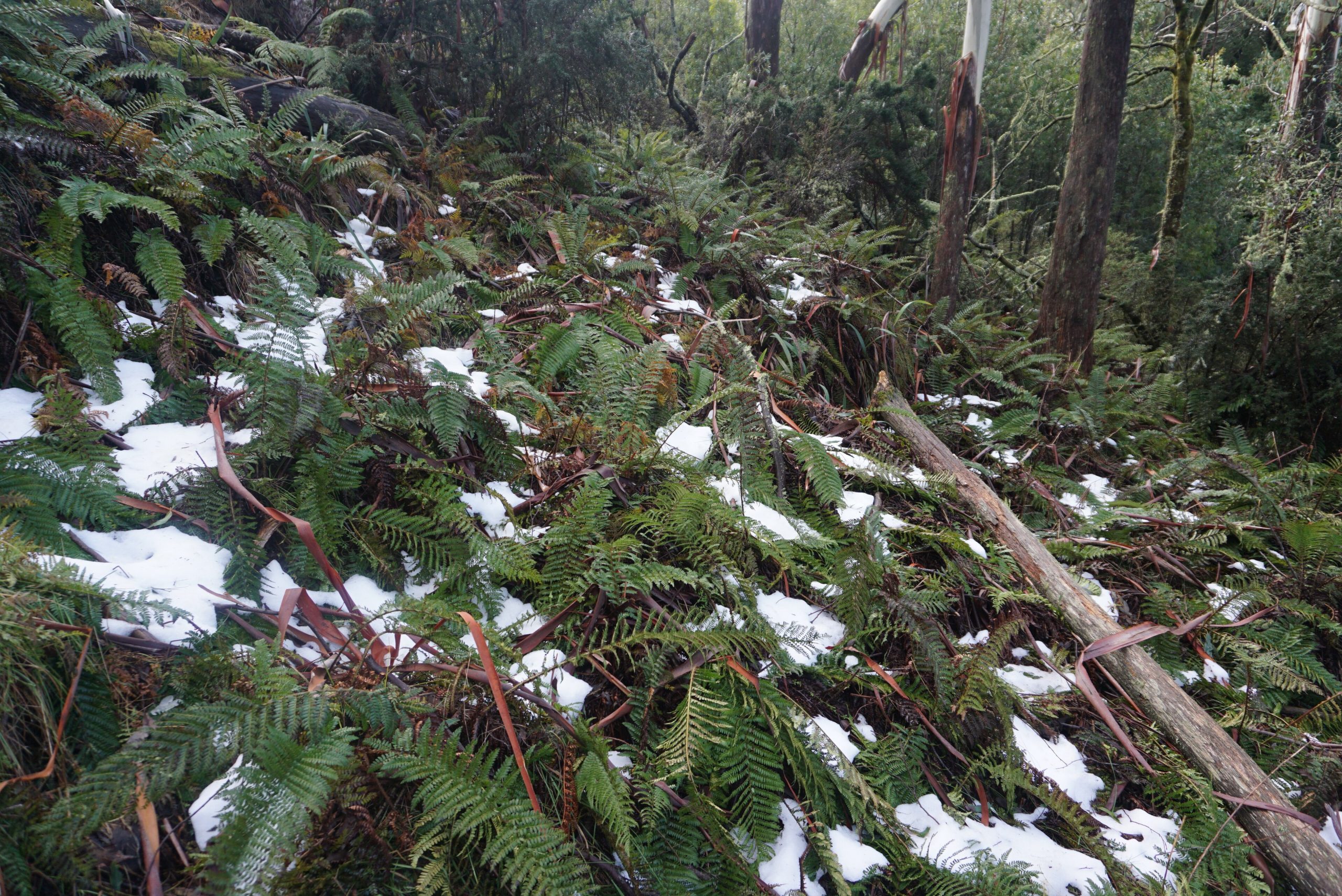 Snow caught on tree ferns and forest debris on Donna Buang slopes