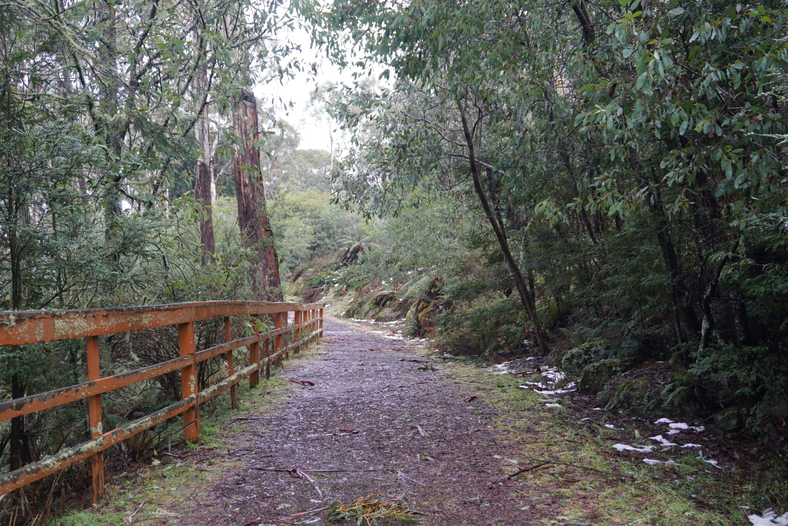 Boardwalk and timber rail through wet eucalypt forest near the summit
