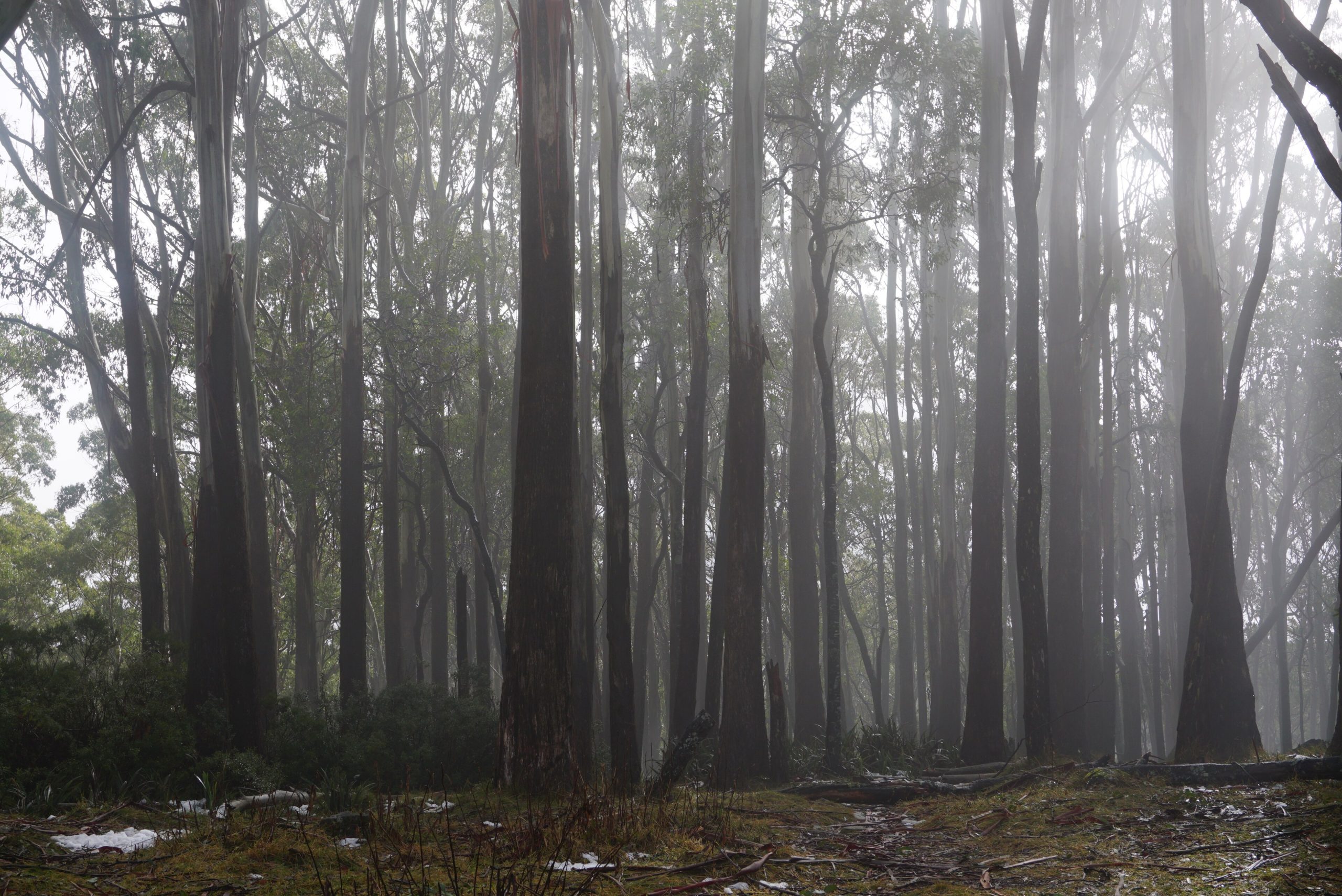 Mist drifting through tall mountain ash trees on Mt Donna Buang in winter