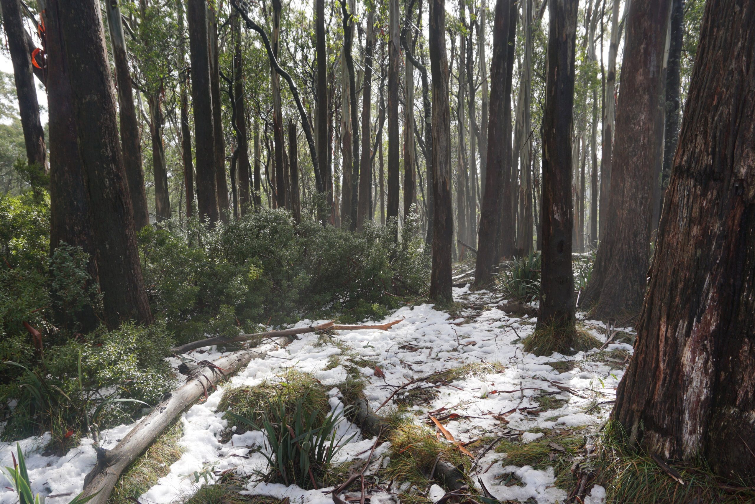 Patches of snow scattered through eucalypt understory