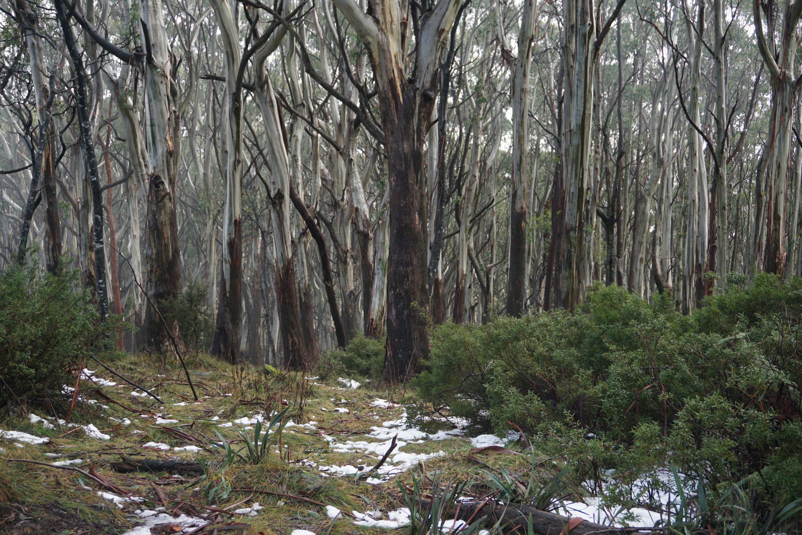 Snow gum forest with light dusting of snow on the forest floor